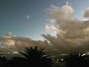 Low angle view of palm trees against sky