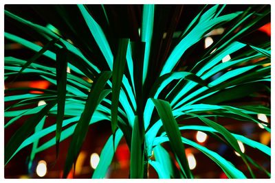 Close-up of palm leaves