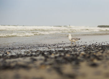 Close-up of bird perching on beach against sky