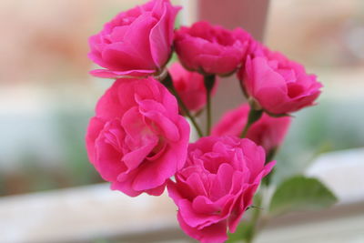 Close-up of pink flowers blooming outdoors