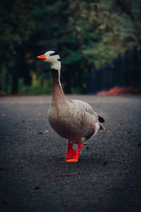 Duck on the road