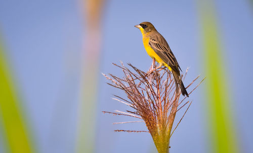 Close-up of a bird perching on a branch