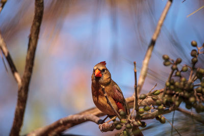 Low angle view of bird perching on branch