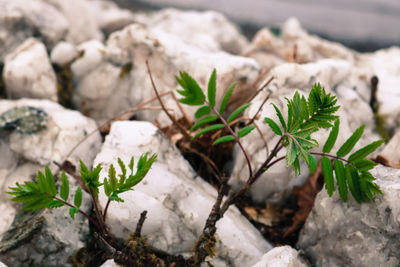Close-up of plants growing on rock