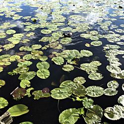 High angle view of lily pads in lake