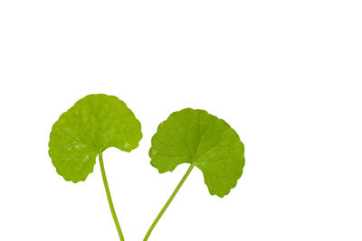 Close-up of fresh green leaves against white background