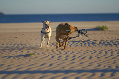 Rear view of dog on beach