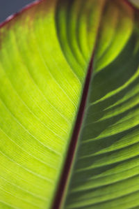 Close-up of green leaf