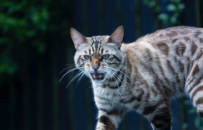 Portrait of cat