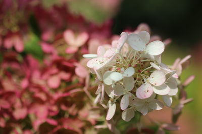 Close-up of pink cherry blossoms