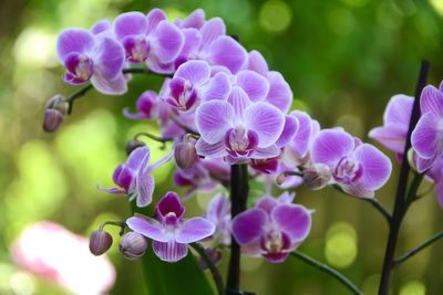 Close-up of purple flowering plant