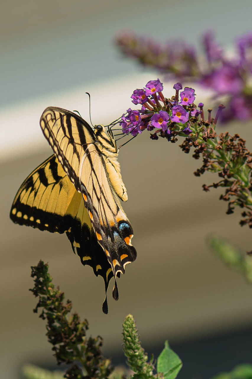 CLOSE-UP OF BUTTERFLY POLLINATING FLOWER