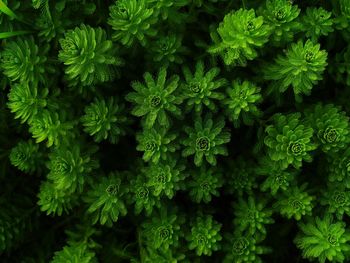 Gelat background, green wild plant growing in water