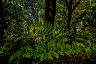 Sun shining through trees in forest