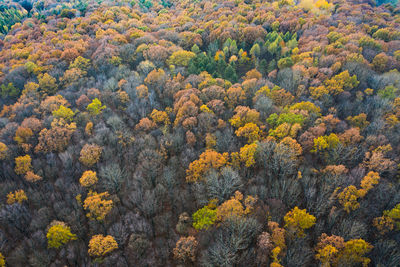 Aerial view of colorful forest in autumn