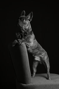 Portrait of a dog sitting on sofa