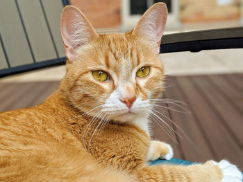 Close-up portrait of a cat