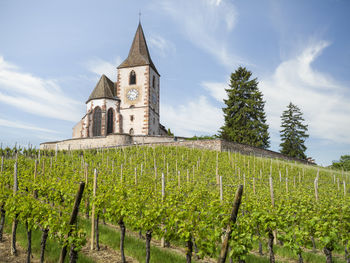Little church on hill in vineyard