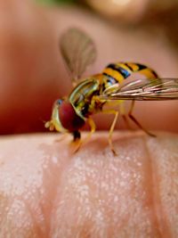 Close-up of insect