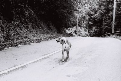 Dog walking on road