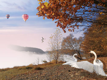 Birds flying over the lake