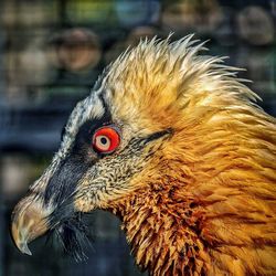 Close-up of a bird