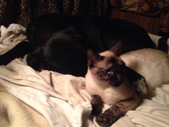 Portrait of cat lying on bed