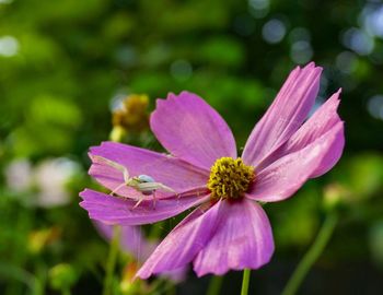 Close-up of pink flower blooming outdoors