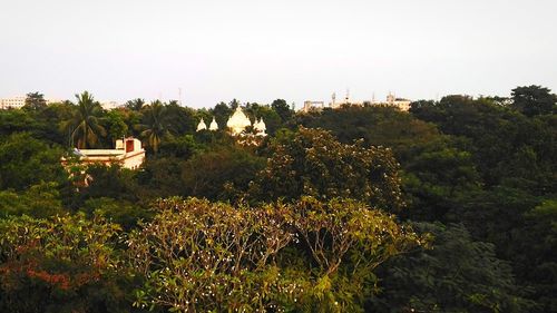 Plants and trees by building against sky