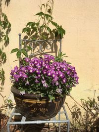 Close-up of pink flower pot against wall