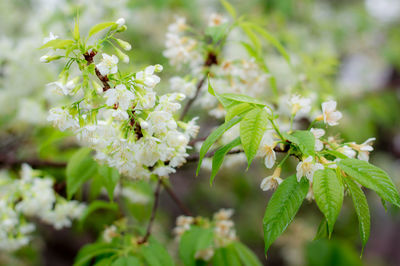 Close-up of white flowering plant