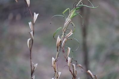 Close-up of wilted plant