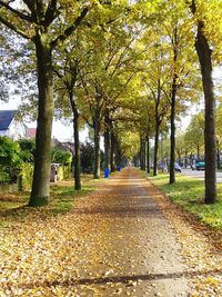 Trees in park during autumn