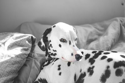 Close-up of dalmatian dog on bed at home