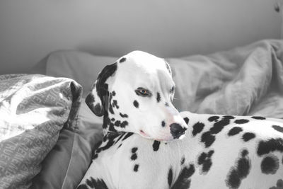 Close-up of dog on bed