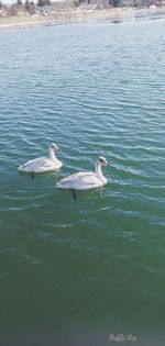 Swans swimming in lake
