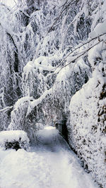 Snow covered land and trees