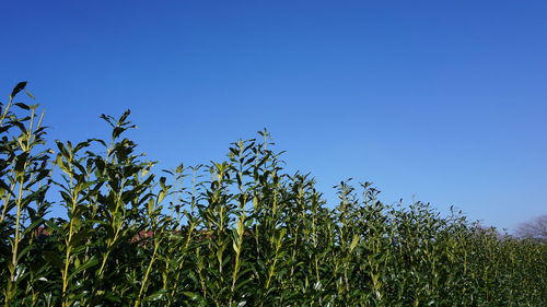 Scenic view of farm against clear blue sky