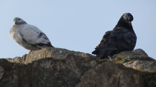 Low angle view of owl perching on rock against clear sky