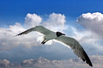 Low angle view of bird flying against sky