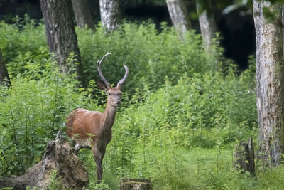 Deer in a forest