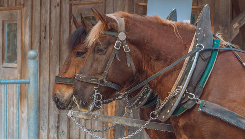 Close-up of horse outdoors