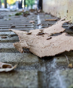 Surface level of old stone wall