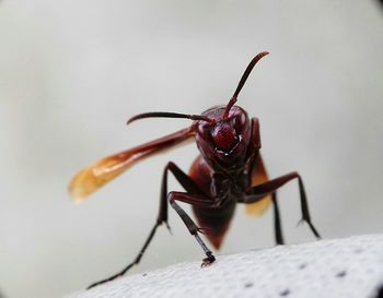 Close-up of insect