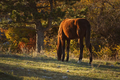 The horse is grazing the forest. golden autumn landscape with a pet. 