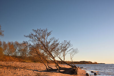 Scenic view of bare trees against clear sky