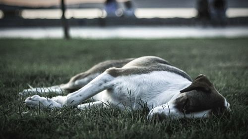 View of a dog resting on field
