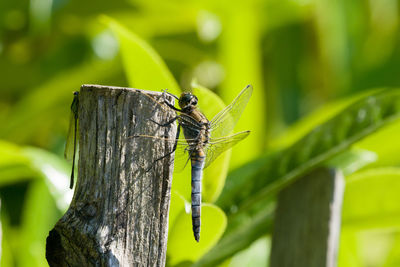 Close-up of insect on plant