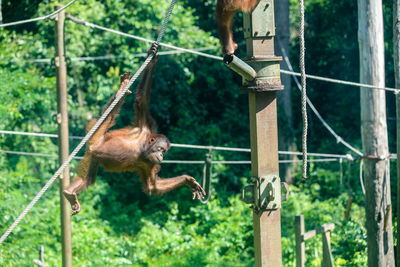 Monkey hanging on tree in zoo