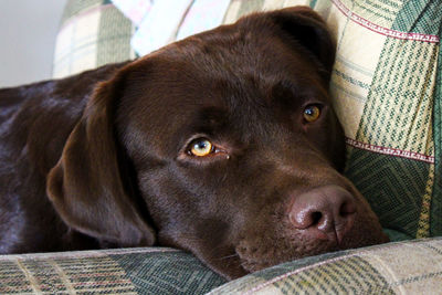 Close-up portrait of a dog